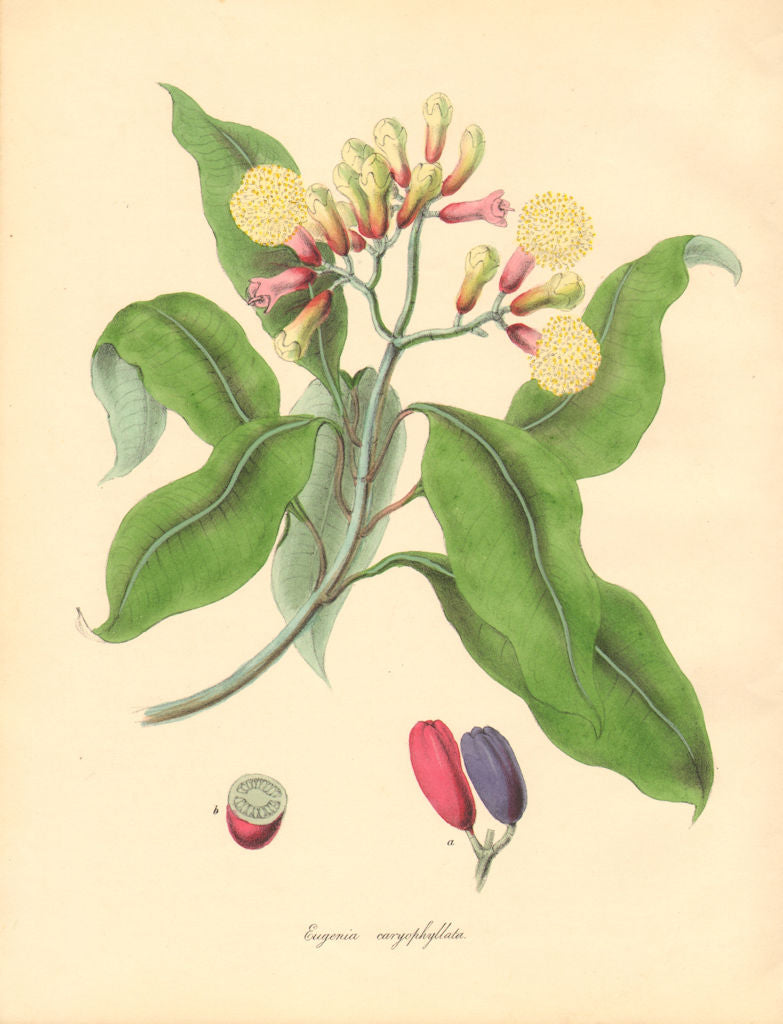 PLANTAE UTILIORES. Clove Spice Tree (Eugenia caryophyllata). BURNETT 1842